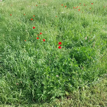 Relax By At Warmian-masurian Boguszewo